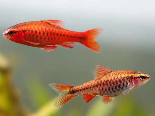 Our Cherry Barbs | True Blue Aquariums