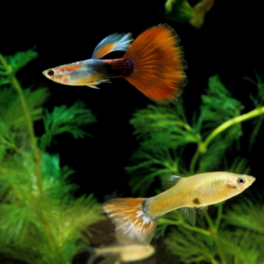 Guppies Male/Female x4