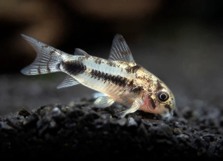Pepper Cory x1