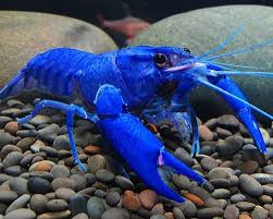 Electric Blue Yabby x1