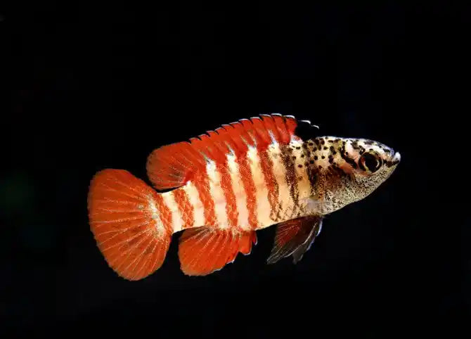 Black Tiger Darios You Must Know | True Blue Aquariums