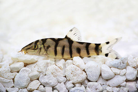 Care for Your Dwarf Chain Loach