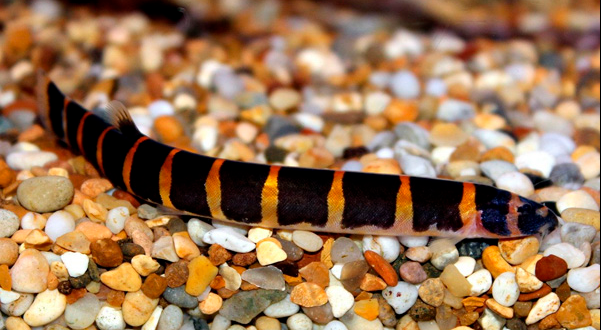 Tips for Happy Black Kuhli Loaches