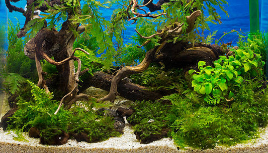 Driftwood for Your Tank | True Blue Aquariums