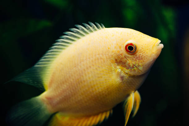 Environment for Gold Severum Cichlids