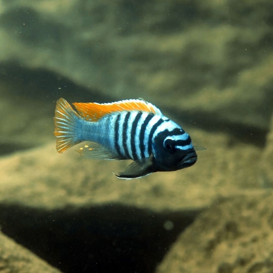 Malawi Cichlids