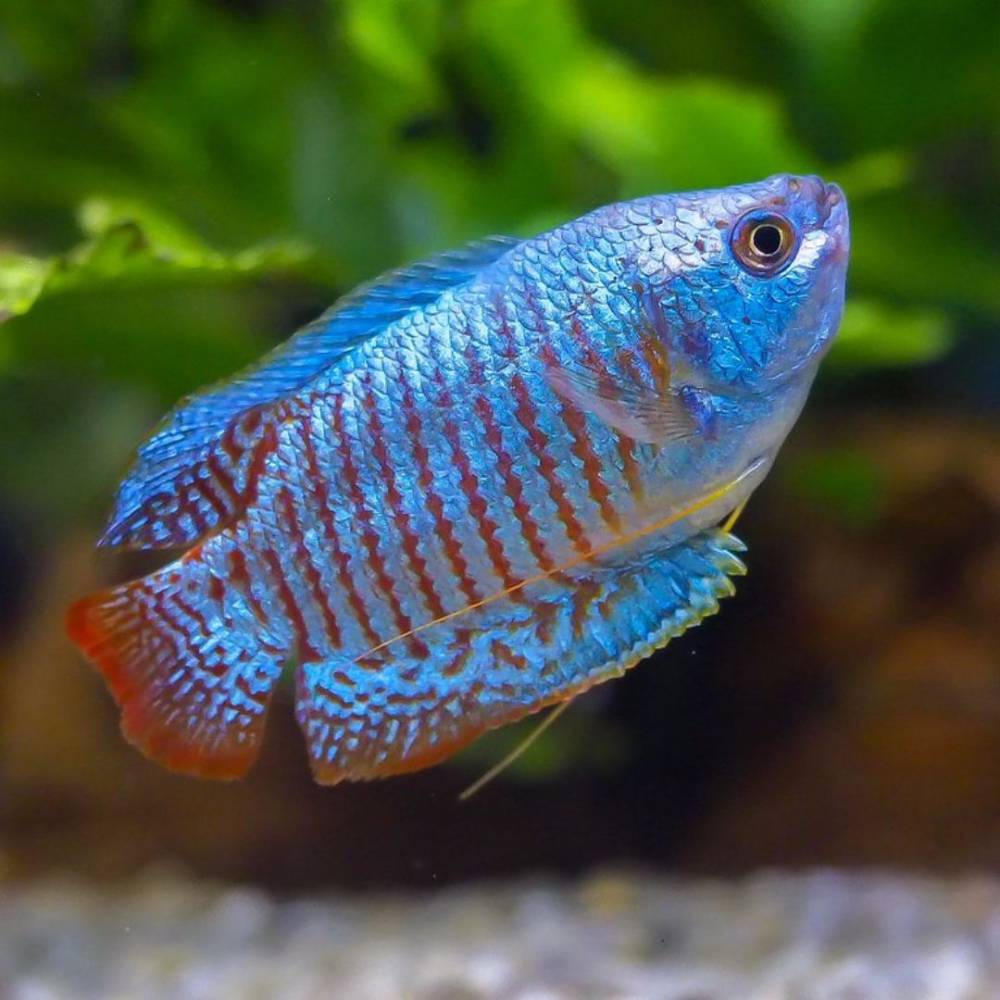 Gouramis