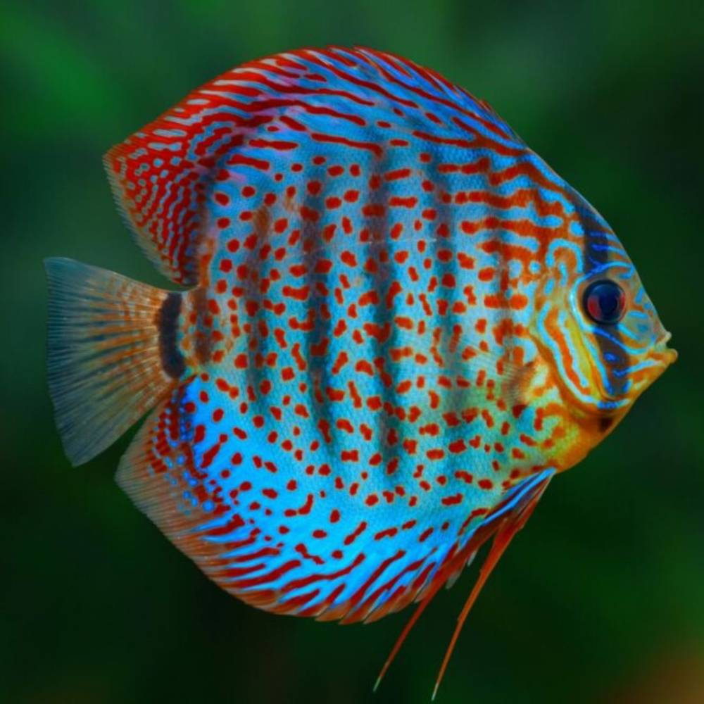 Discus