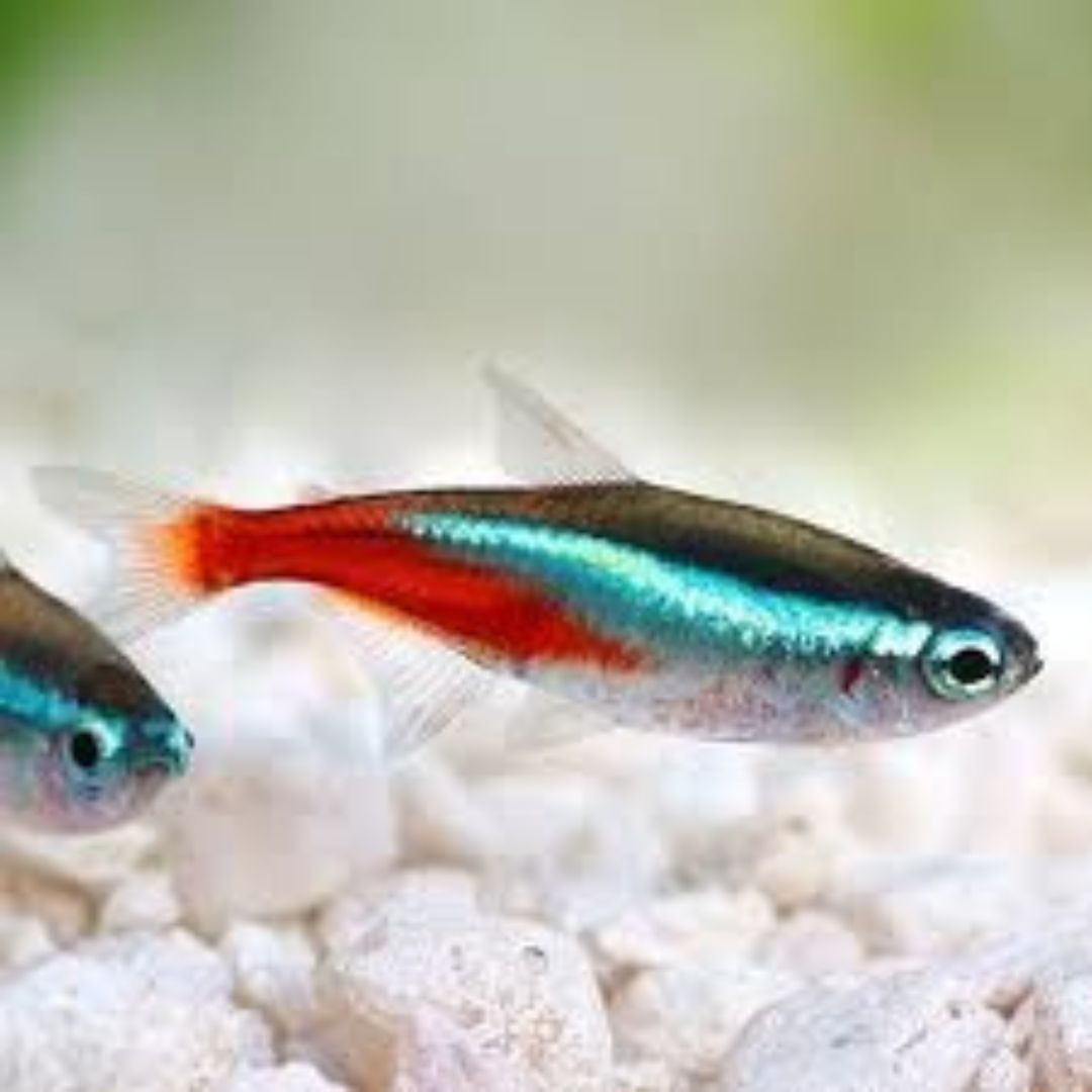 Tetras