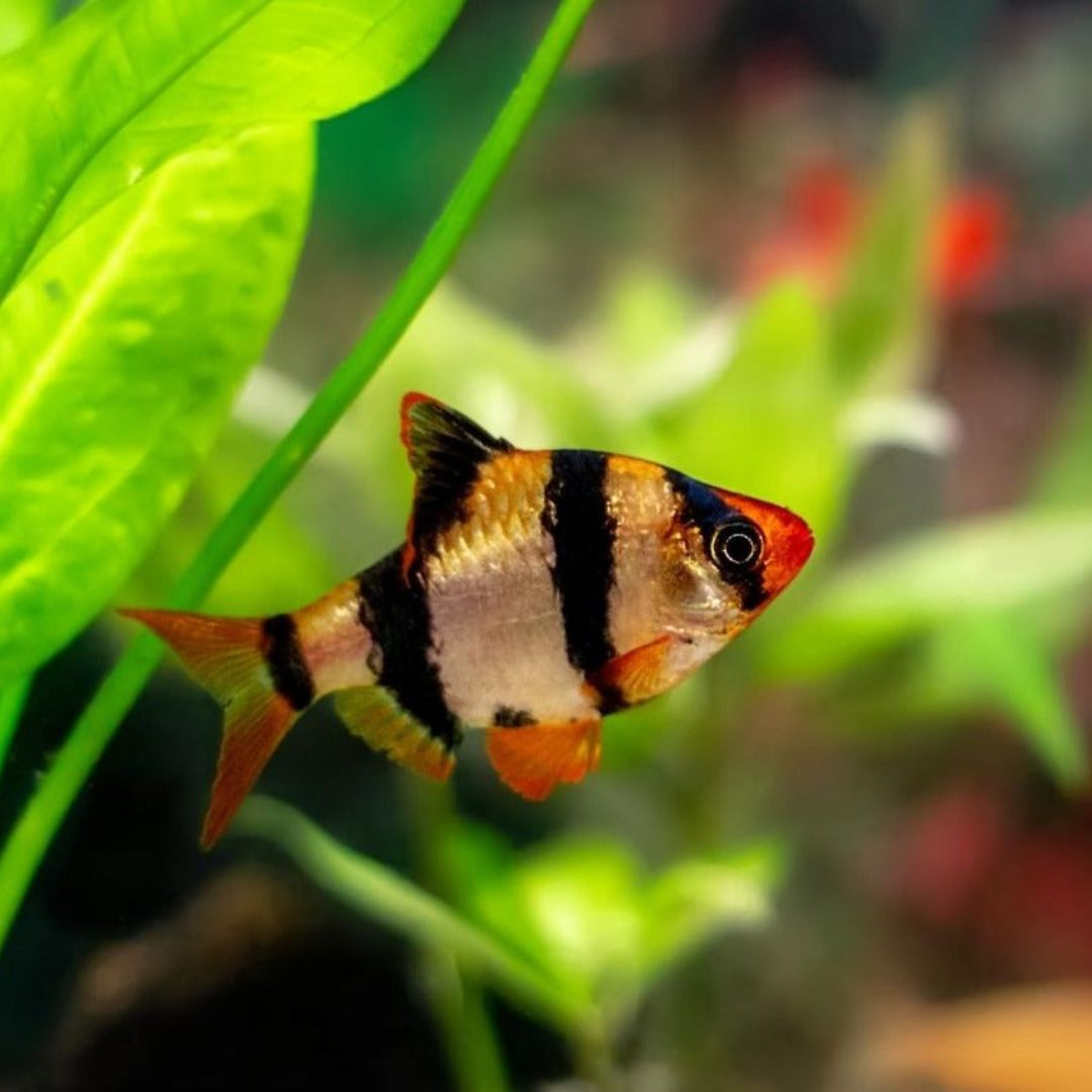 Live fish Cairns – True Blue Aquariums