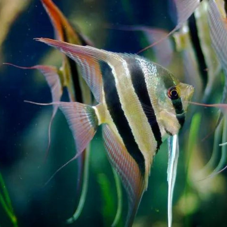 Live fish Cairns – True Blue Aquariums