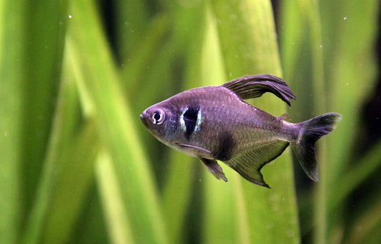 Black Phantom Tetras