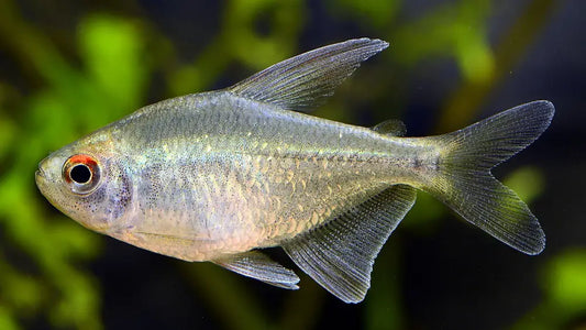 Diamond Tetra x1