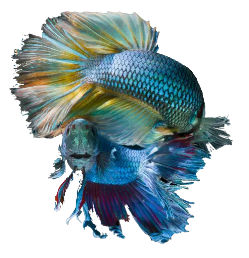 betta-fish