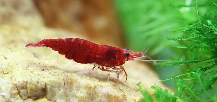 Fire Red Cherry Shrimp, High Grade x1