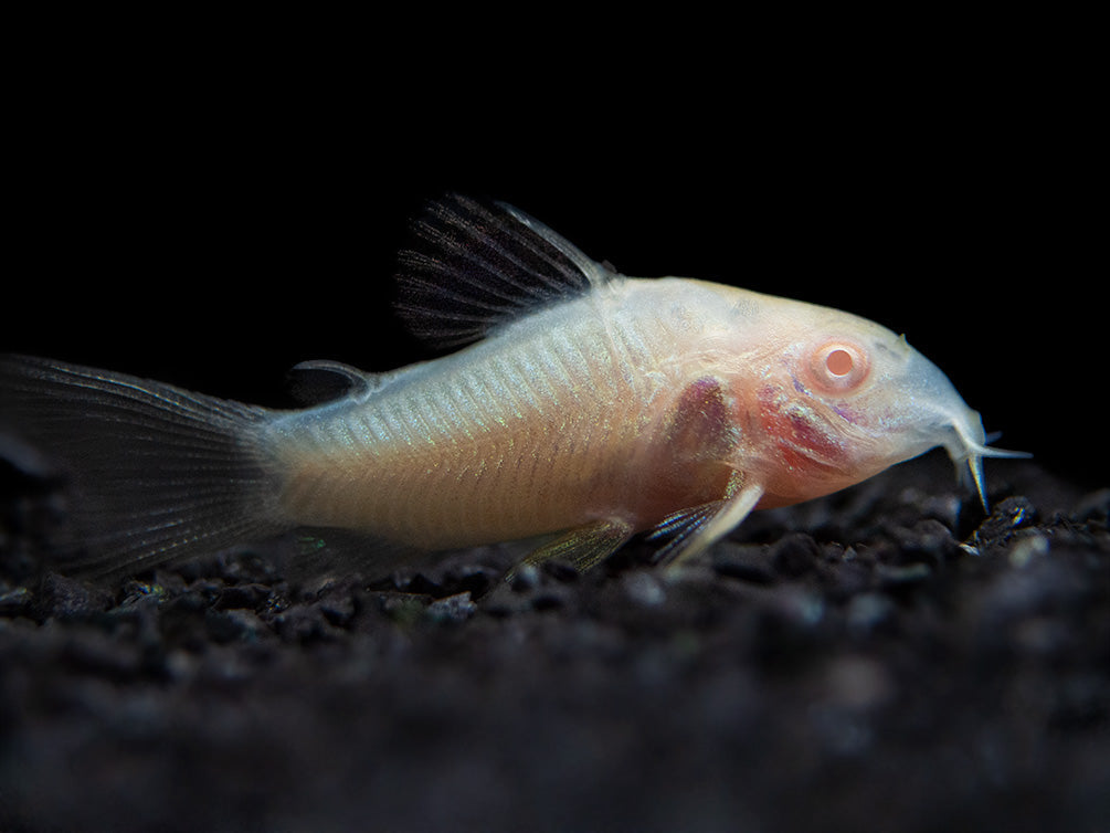 Albino Cory x2