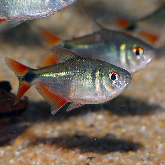 3 for $20 Buenos Aires Tetras