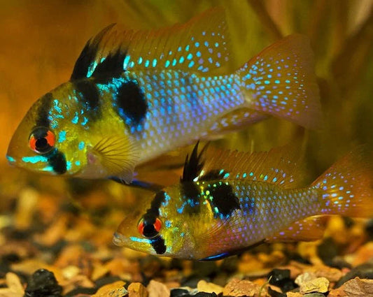 German Blue Rams x1 - Variety Size