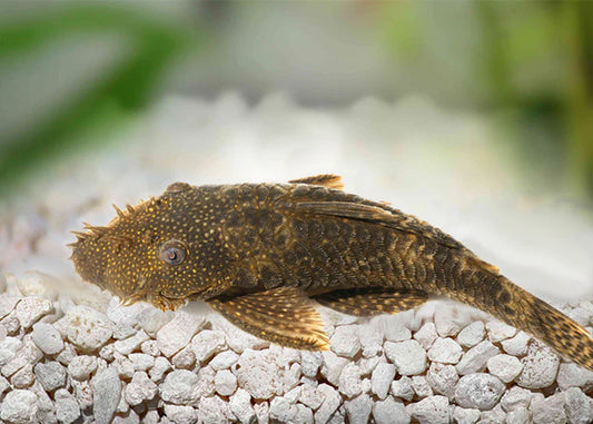 Bristlenose