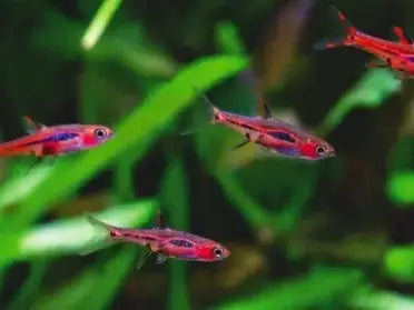 Chilli Rasbora x 1