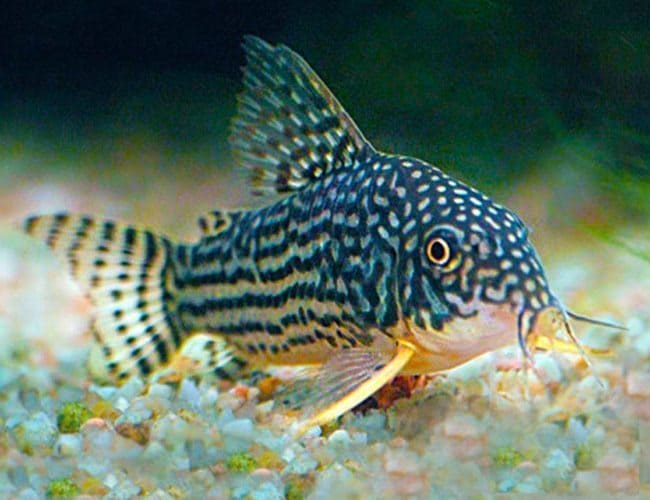 Sterbai Cory x1