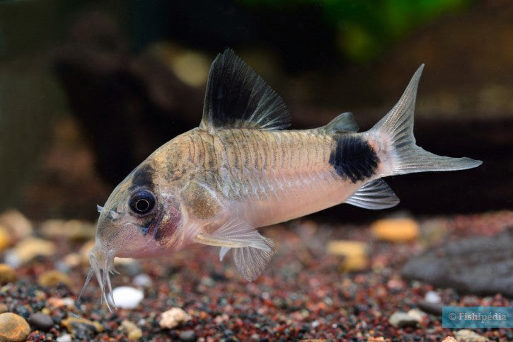 Panda Cory Shortfin