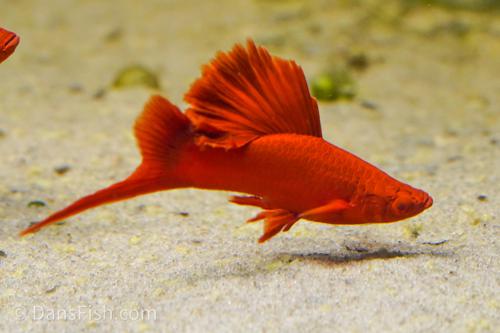 Firecracker Swordtail