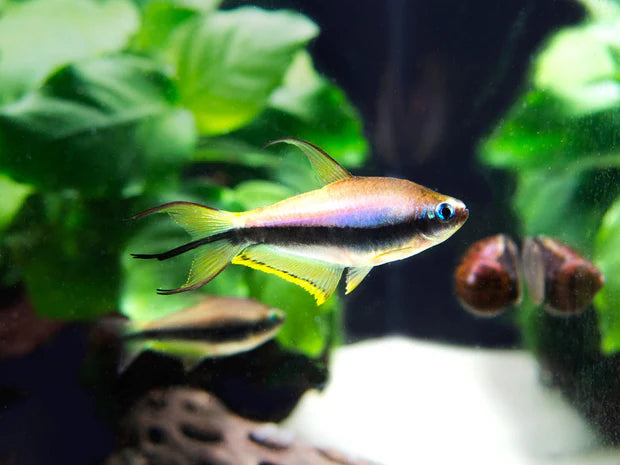 Emperor Tetra x1