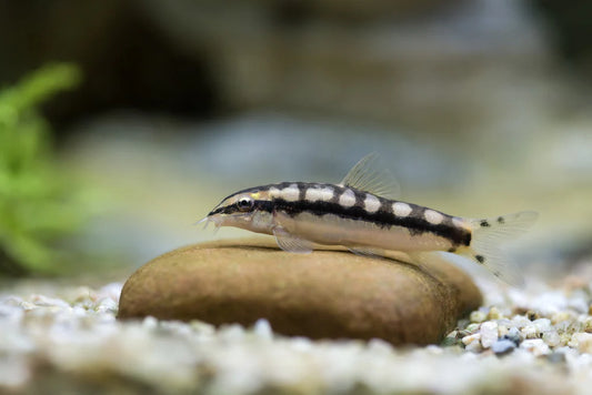 Dwarf Chain Loach x1 - Regular