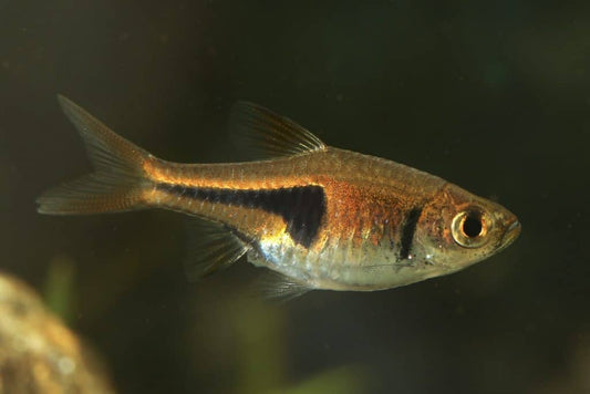 Espei Rasbora x3