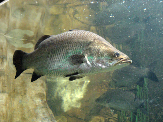 Barramundi x1