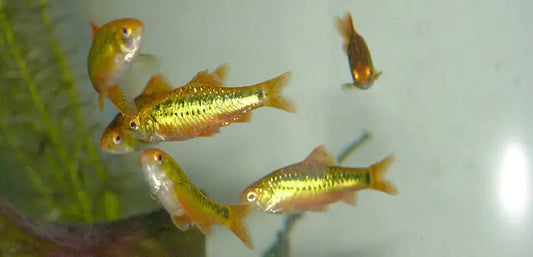 Golden Barbs x4