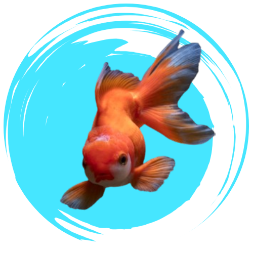 Goldfish Fantails