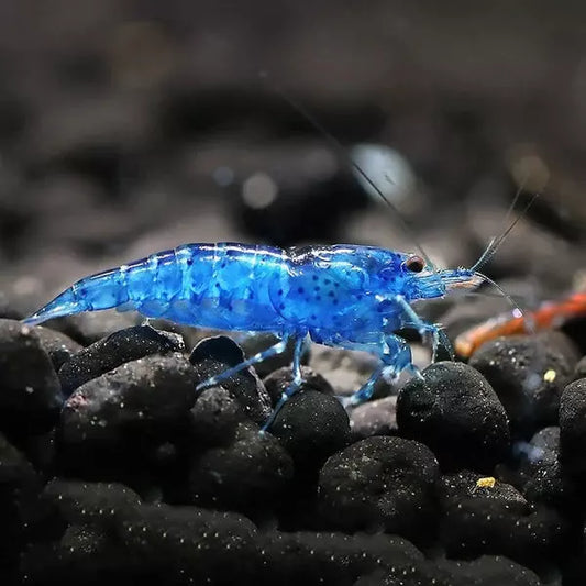 Blue Cherry Shrimp High Grade x1