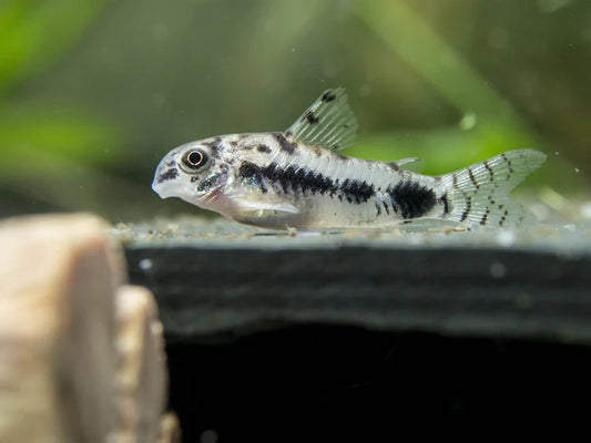 Pepper Cory x2