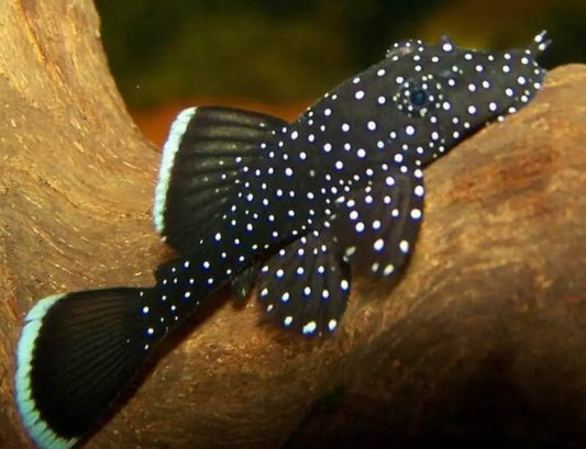 Peppermint Bristlenose x1