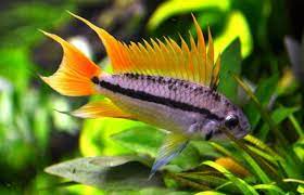 Apistogramma OrangeFlash x1