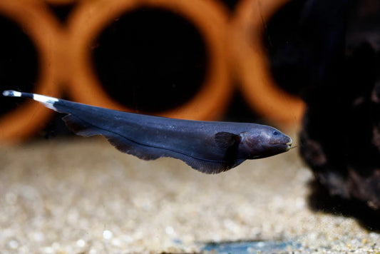 Blackghost Knifefish x1