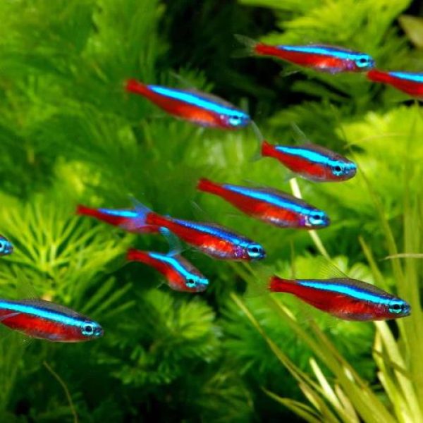 Cardinal Tetras X1