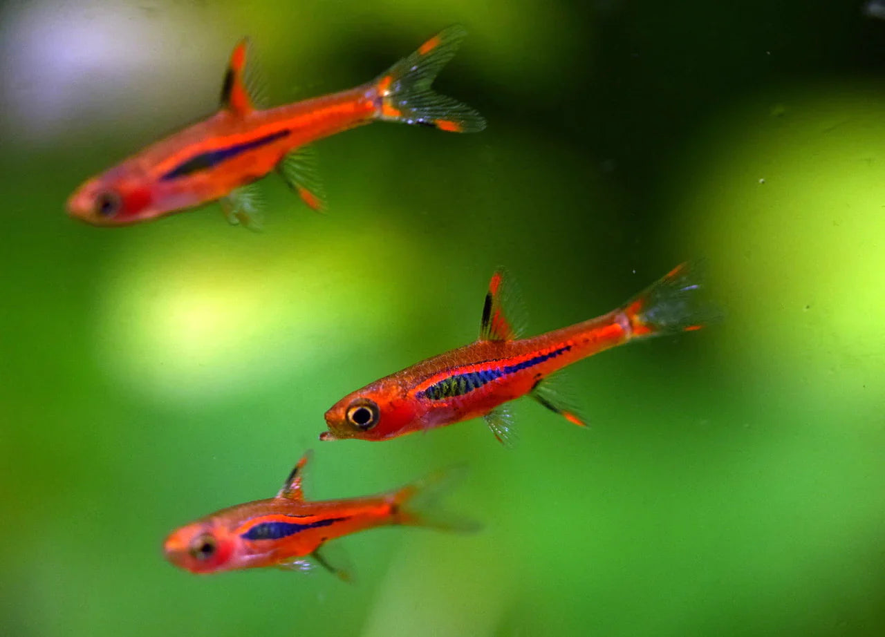 Chilli Rasbora x 2