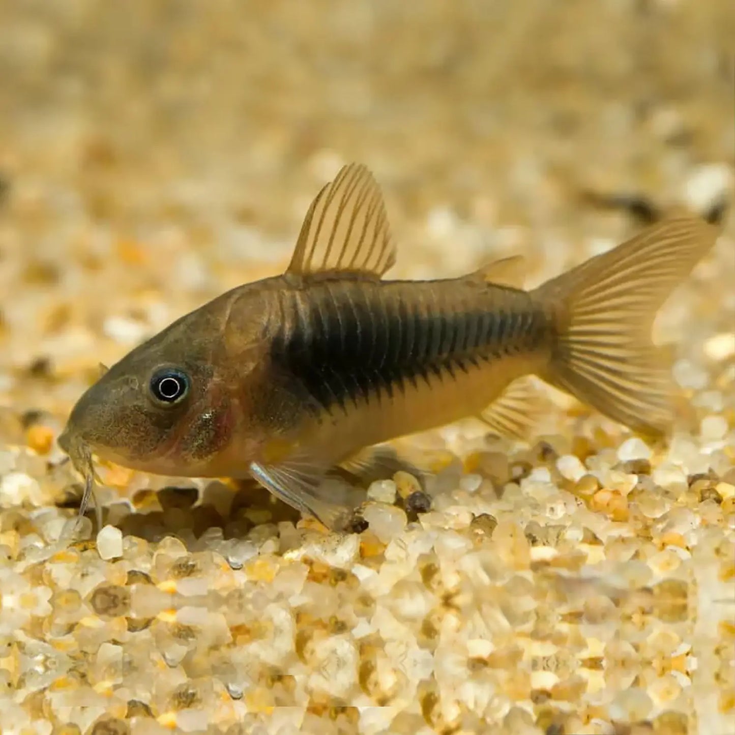 Bronze Cory x2