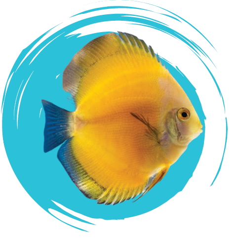 Discus