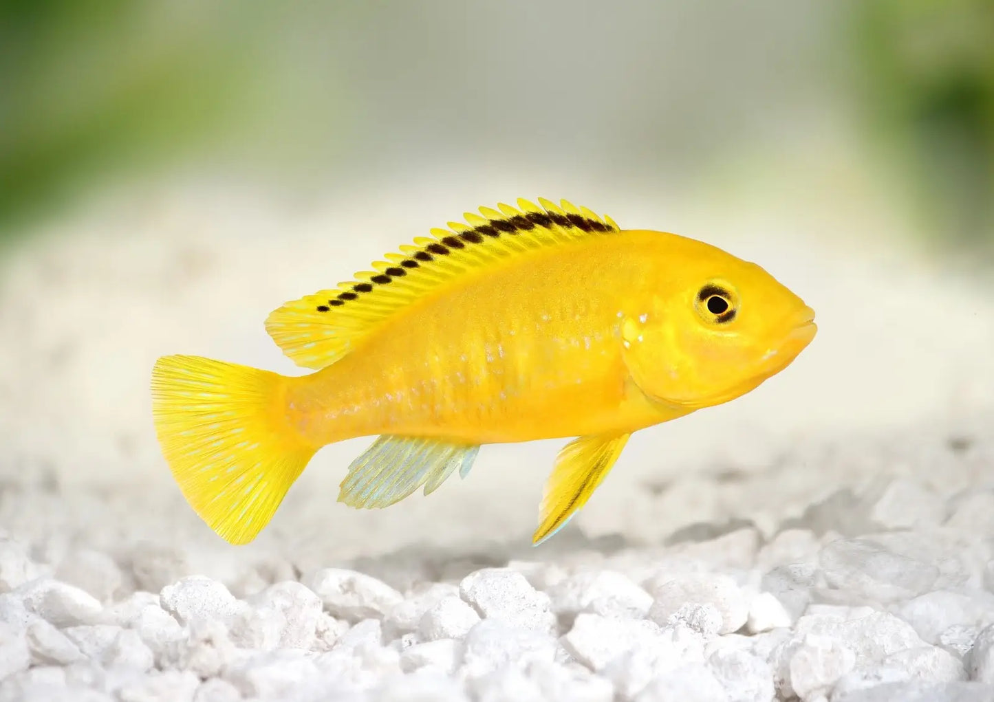 Electric Yellow Cichlid x1