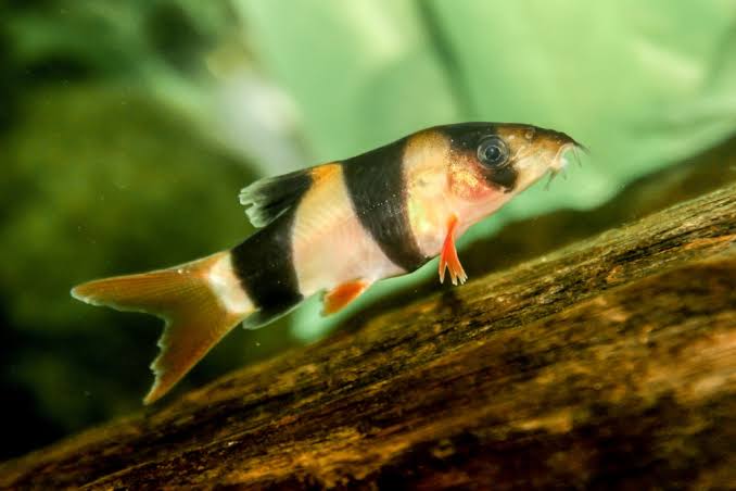 Clown Loach x1