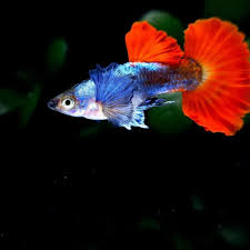 Dumbo Ear Guppies - 2 for $20, Dumbo Ear Guppies