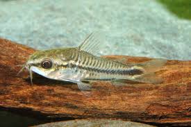 Corydoras Pygmy x2