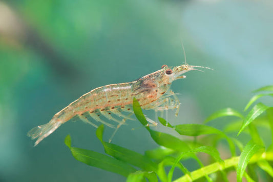 Amano Shrimps x1