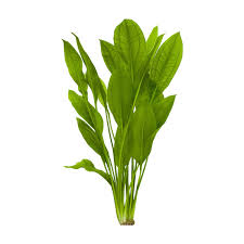 Assorted Swordplants (Sml or Med)