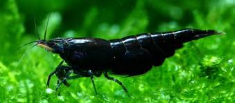 Black Rose Cherry Shrimp, High Grade x1