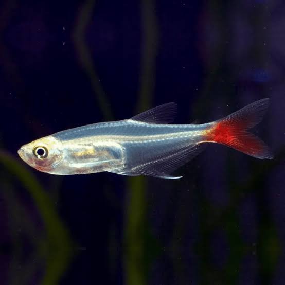 Bloodfin Tetras